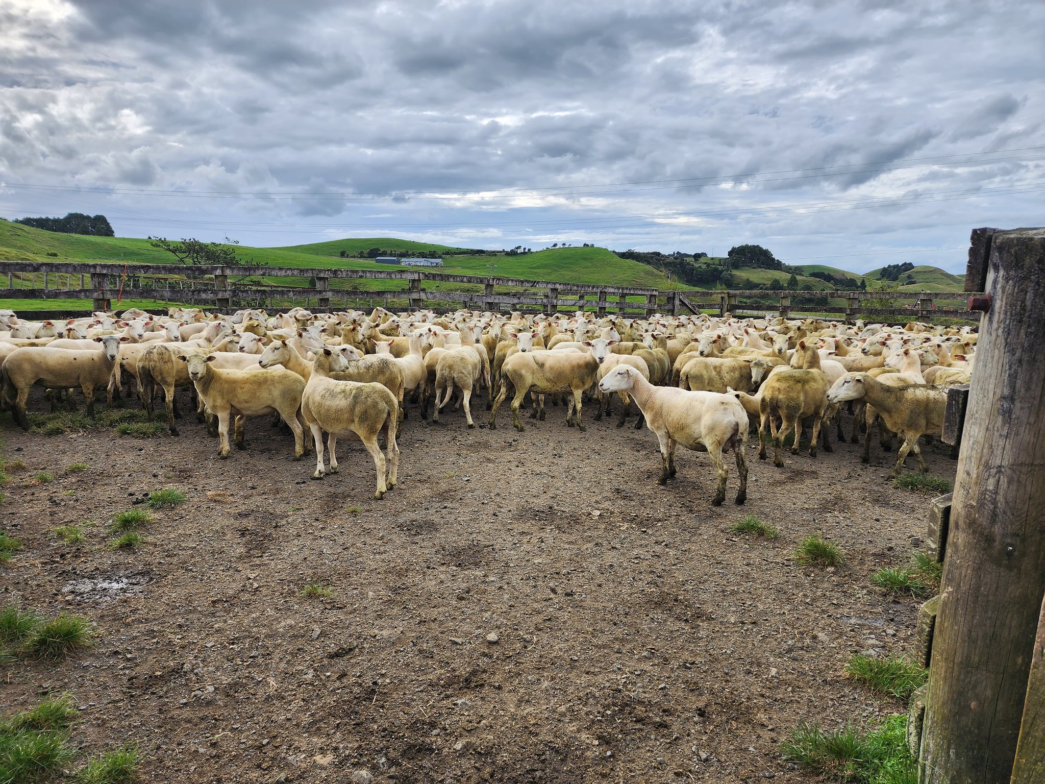 TW Pornstars - 3 pic. Lacy Larson. Twitter. My new girls arriving today