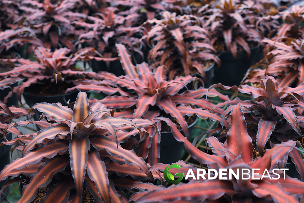 How to Propagate Bromeliads? (Step by Step) Here’s All You Need to Know!
gardenbeast.com/propagate-brom…