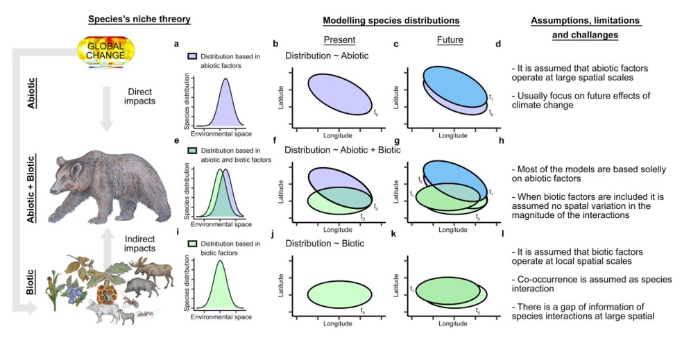 Pablo_M_Lucas's tweet photo. 1⃣ NEW PREPRINT OUT!🚨 🐻We tested whether including biotic interactions in #SDM improved our understanding of the species niche (RQ1).We used the #brownbear in Europe as a study case. #foodweb #biogeography #climatechange #globalchange #conservation #mammals #carnivore #Bears https://t.co/xx8vhPOwKs