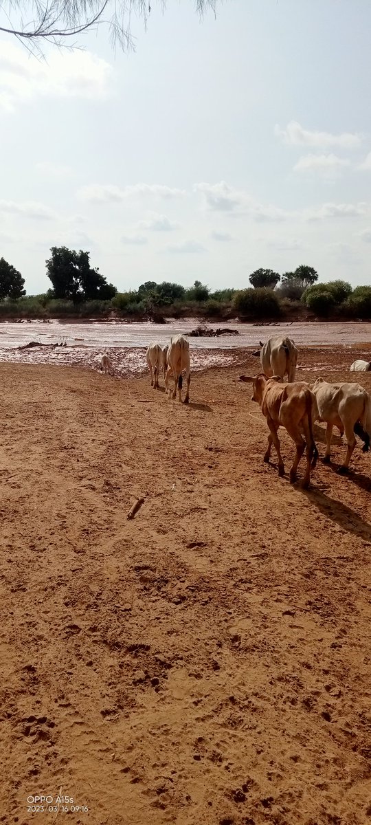Ibrahim77Sheikh's tweet photo. Climate change affected the pastoralist community. River dawa which was source of both domestic and irrigation water has dried up. https://t.co/JBAajg7fHc