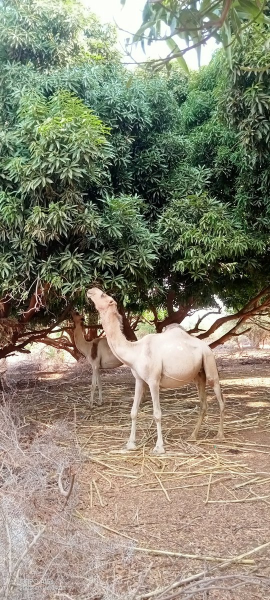 Ibrahim77Sheikh's tweet photo. Climate change affected the pastoralist community. River dawa which was source of both domestic and irrigation water has dried up. https://t.co/JBAajg7fHc