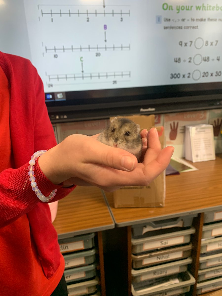 stcadocsprimary's tweet image. P7D had a visitor this morning - Captain Nibbles! 🧀 🐹 One of our pupils brought him in to test out the hamster home creation they made during Engineering lessons. It let us see what CN loved & areas to improve upon! @foundationdyson #designandtechnology #iterativeprocess