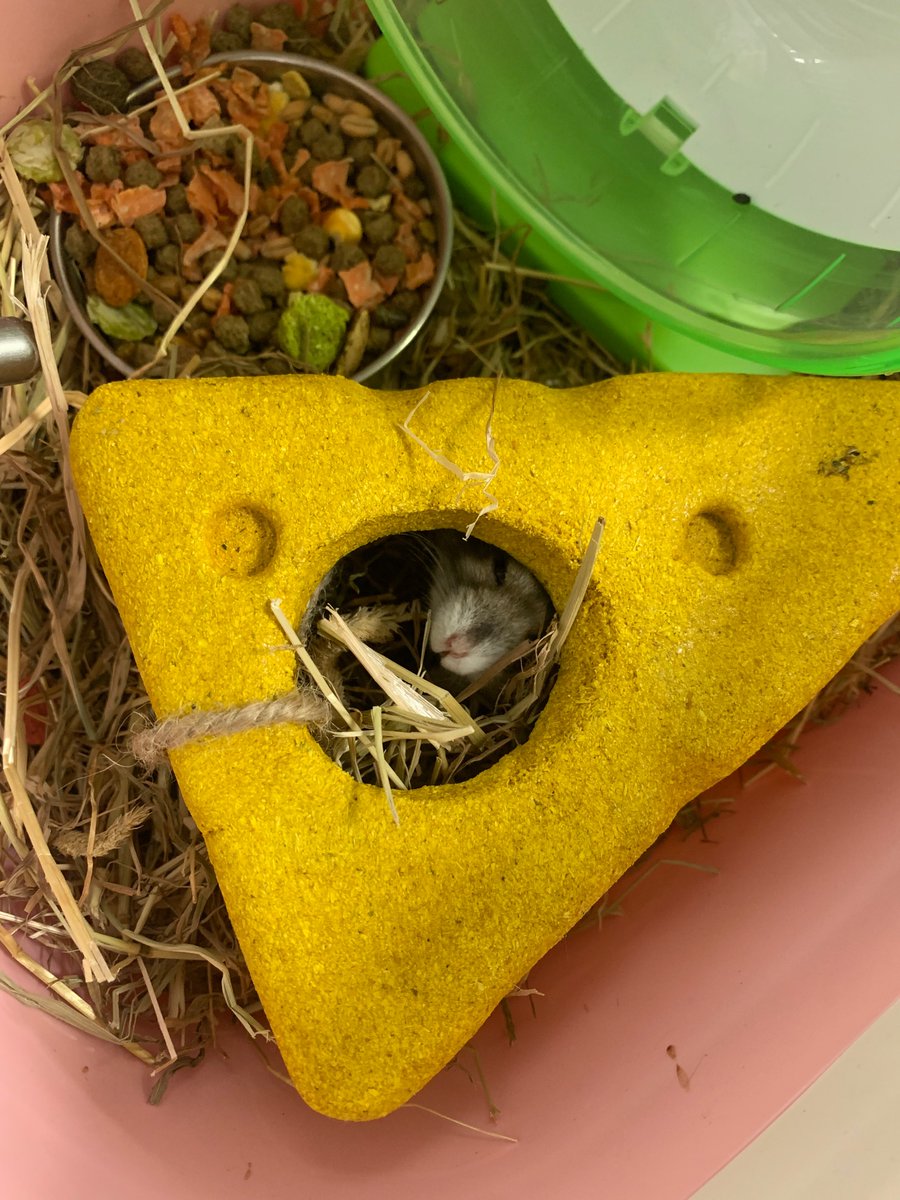 stcadocsprimary's tweet image. P7D had a visitor this morning - Captain Nibbles! 🧀 🐹 One of our pupils brought him in to test out the hamster home creation they made during Engineering lessons. It let us see what CN loved & areas to improve upon! @foundationdyson #designandtechnology #iterativeprocess
