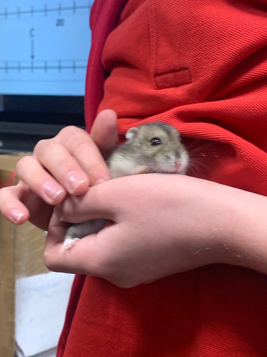 stcadocsprimary's tweet image. P7D had a visitor this morning - Captain Nibbles! 🧀 🐹 One of our pupils brought him in to test out the hamster home creation they made during Engineering lessons. It let us see what CN loved & areas to improve upon! @foundationdyson #designandtechnology #iterativeprocess