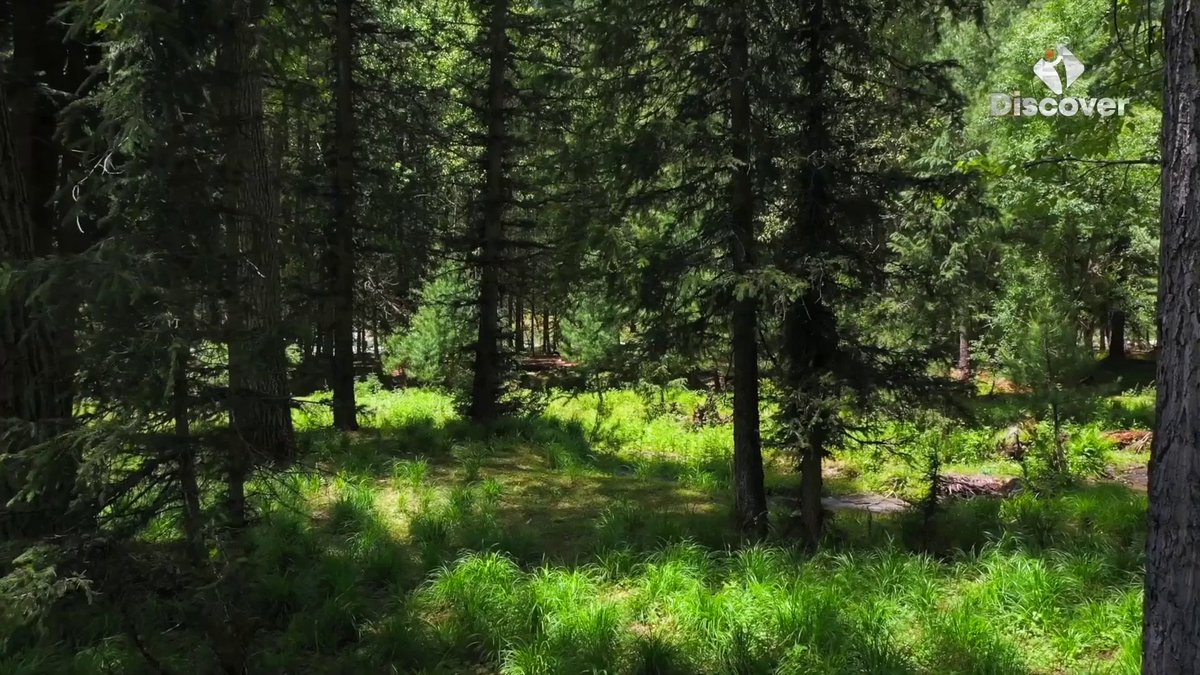 DiscoverpakTv's tweet image. Beautiful scenic views of Kumrat

#Kumrat #beauty  #Views #pakistan #scene #KPK #beautyofpakistan