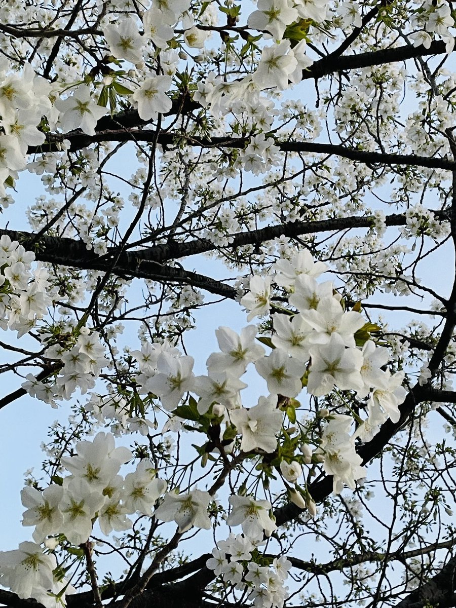 「さっき撮ったやつだけどこれは桜か???これ1本だけめちゃくちゃ咲いてて、根元にな」|うに@原稿中のイラスト