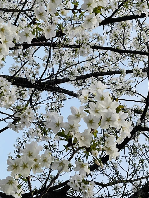 さっき撮ったやつだけどこれは桜か???これ1本だけめちゃくちゃ咲いてて、根元になんか埋まってるんじゃないかと疑った 