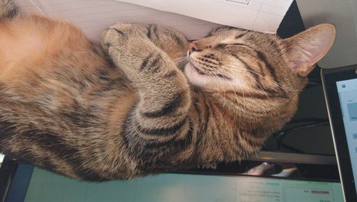 ruben_corella's tweet photo. #FelizJueves #jurvesdesueños #dreaming #dreamingofyou #thinkpositive #gorgeousday #dayoff #greatday #sogni #reves #cats #chats #neko #kitten #sonho #meubem #felizdia #juernes https://t.co/p7ziEFkVOC