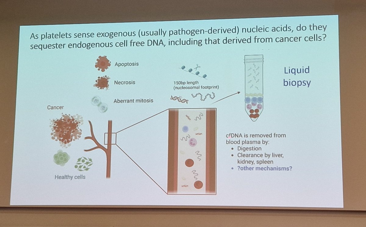LambAlastair's tweet image. @beth_psaila kicks off first session of day @OxfordCancer #OxSymp23 on how #megakaryocytes &amp;amp; plts provide window into variants as they gobble up #CellFreeDNA
•Liquid biopsy
•Importance of nucleosomal footprint
•full representation of gDNA
@MRC_WIMM @OxfordMedSci