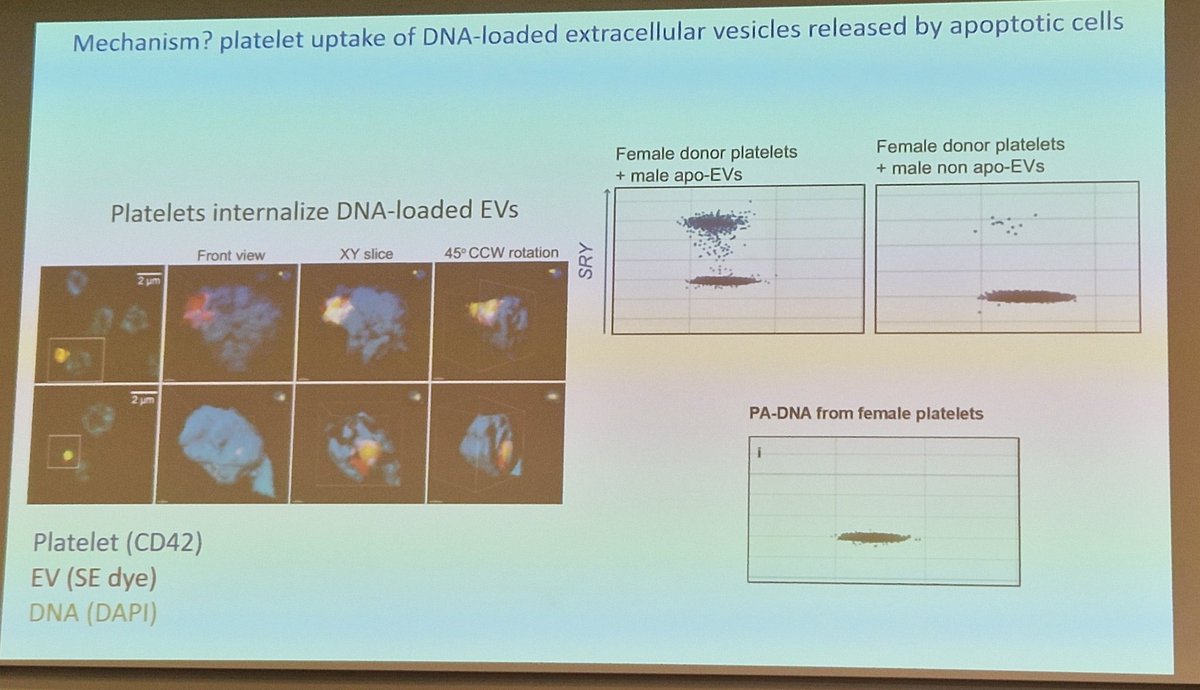 LambAlastair's tweet image. @beth_psaila kicks off first session of day @OxfordCancer #OxSymp23 on how #megakaryocytes &amp;amp; plts provide window into variants as they gobble up #CellFreeDNA
•Liquid biopsy
•Importance of nucleosomal footprint
•full representation of gDNA
@MRC_WIMM @OxfordMedSci