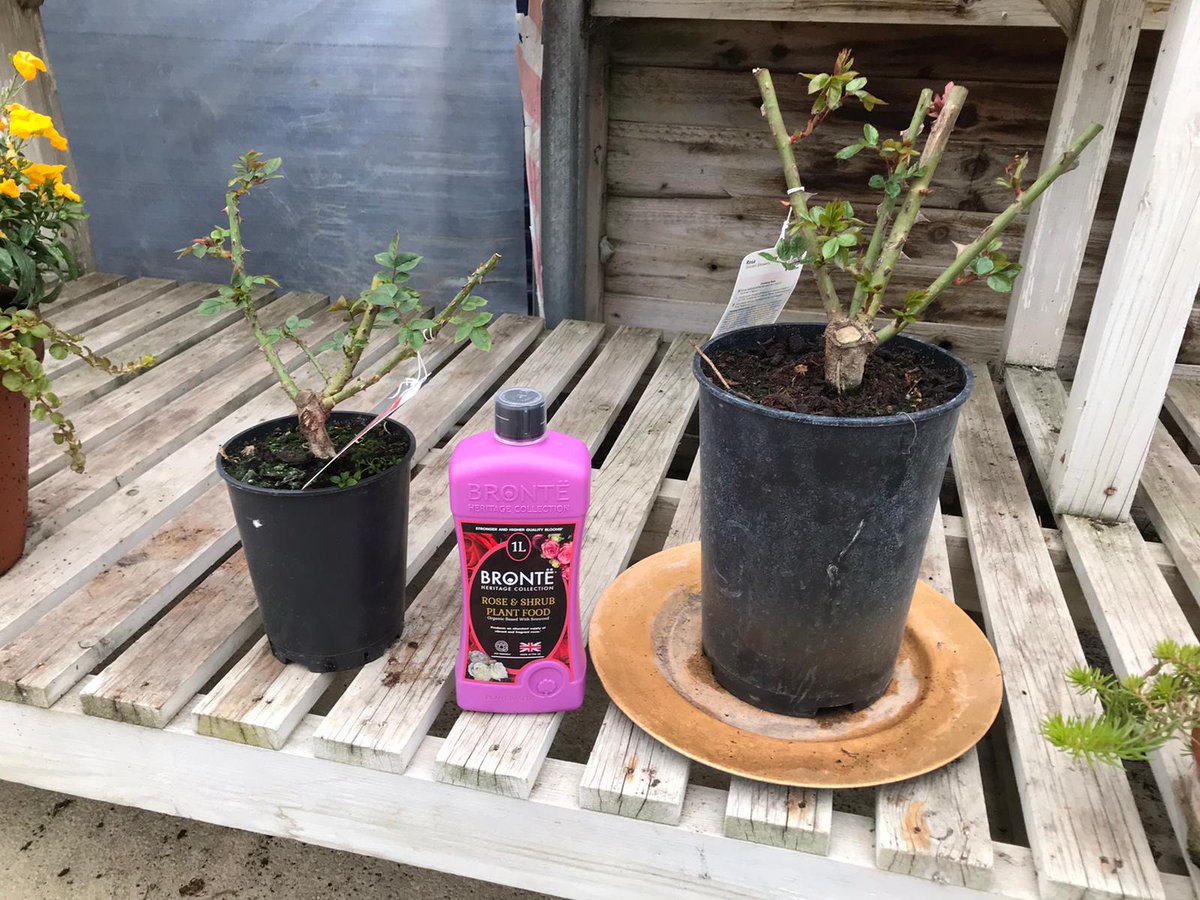 BronteHeritage's tweet photo. Find us at @CranbrookPlants  in Cambridge today showcasing our compost trials,  peat free compost and plant feeds. 
#peatfree #compost #peatfreecompost #plantfeeds #composttrial
🌹🌼🌺🪴🌸 https://t.co/MJa9hraZ1l