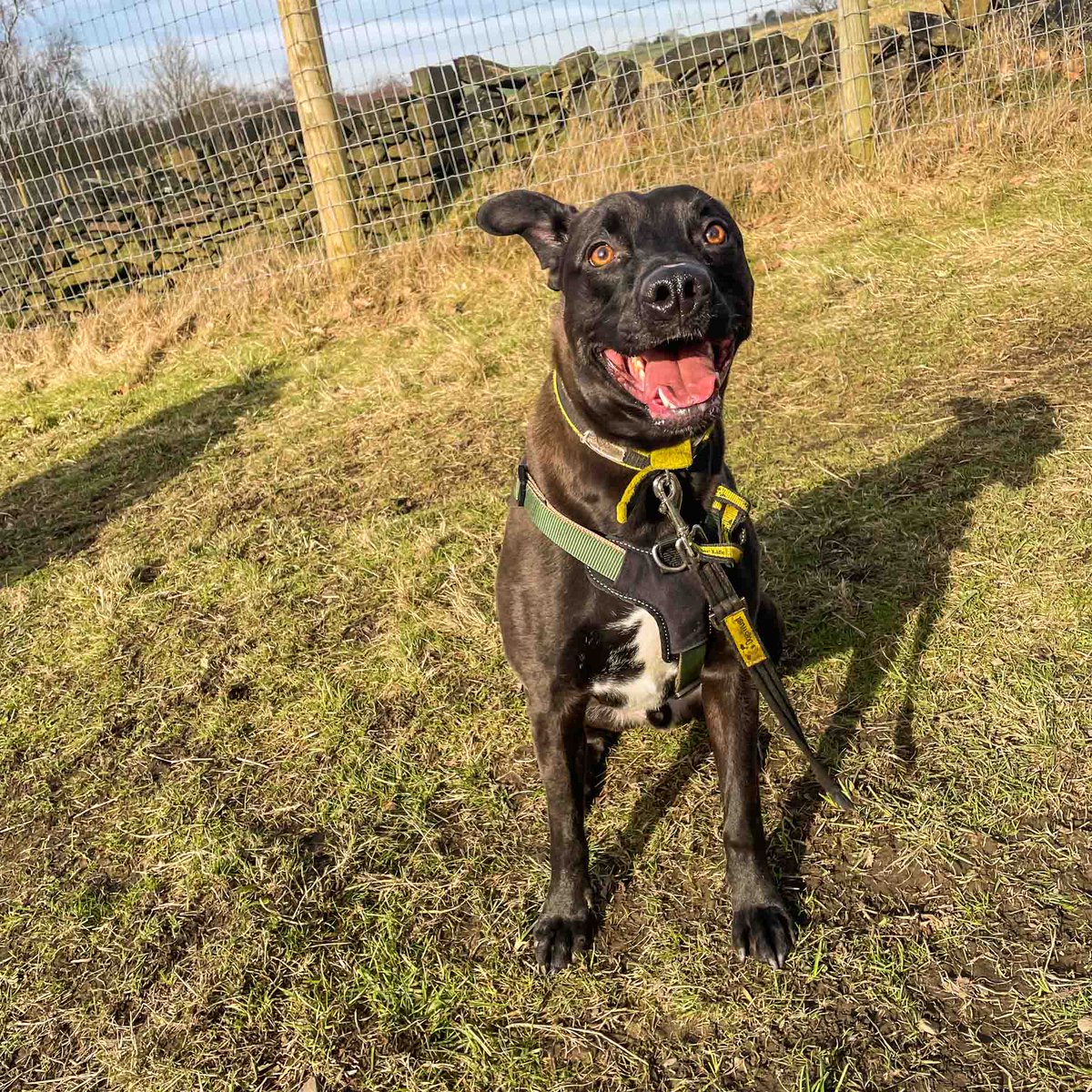 DT_MANCHESTER's tweet photo. Our beautiful Theo enjoyed his time at the field! @dogcross_dog_field_  😍🫶🐾
⁣
Come and read more about this gorgeous lad on his profile! 

https://t.co/q6ycjjAcT9
⁣⁣
#StaffyLife #Crossbreed #DTManchester #DogsTrustManchester #AdoptDontShop #SecureField #HappyStaffy https://t.co/zH9VvPTJzu