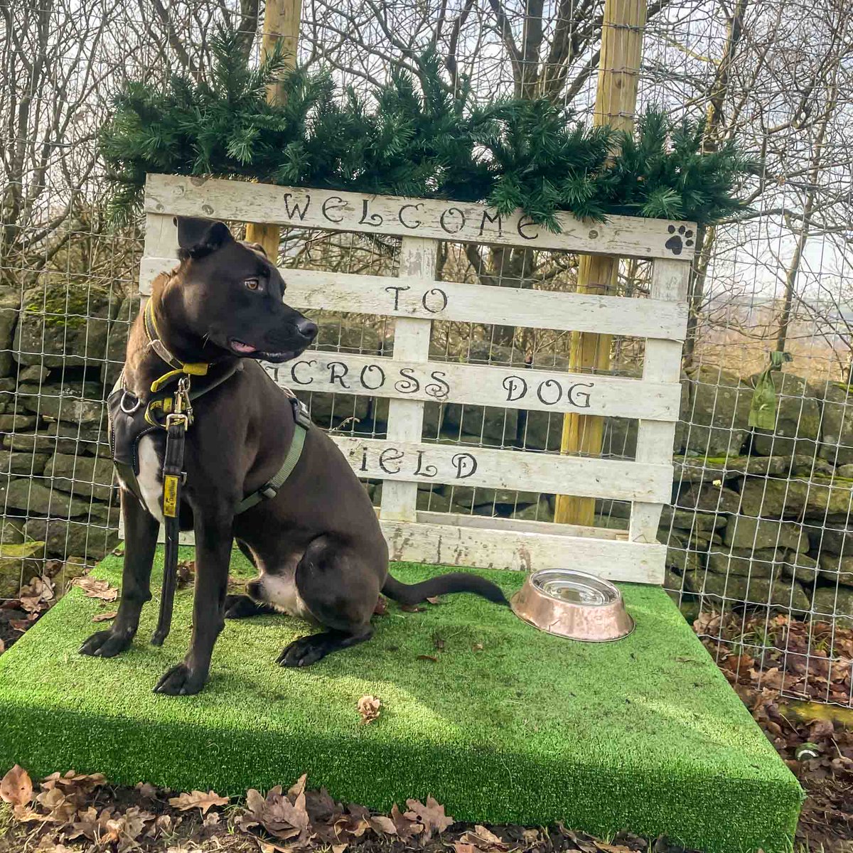 DT_MANCHESTER's tweet photo. Our beautiful Theo enjoyed his time at the field! @dogcross_dog_field_  😍🫶🐾
⁣
Come and read more about this gorgeous lad on his profile! 

https://t.co/q6ycjjAcT9
⁣⁣
#StaffyLife #Crossbreed #DTManchester #DogsTrustManchester #AdoptDontShop #SecureField #HappyStaffy https://t.co/zH9VvPTJzu