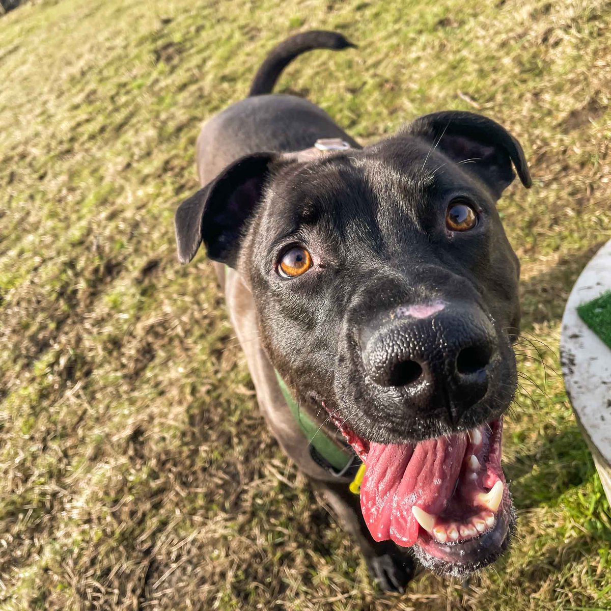 DT_MANCHESTER's tweet photo. Our beautiful Theo enjoyed his time at the field! @dogcross_dog_field_  😍🫶🐾
⁣
Come and read more about this gorgeous lad on his profile! 

https://t.co/q6ycjjAcT9
⁣⁣
#StaffyLife #Crossbreed #DTManchester #DogsTrustManchester #AdoptDontShop #SecureField #HappyStaffy https://t.co/zH9VvPTJzu