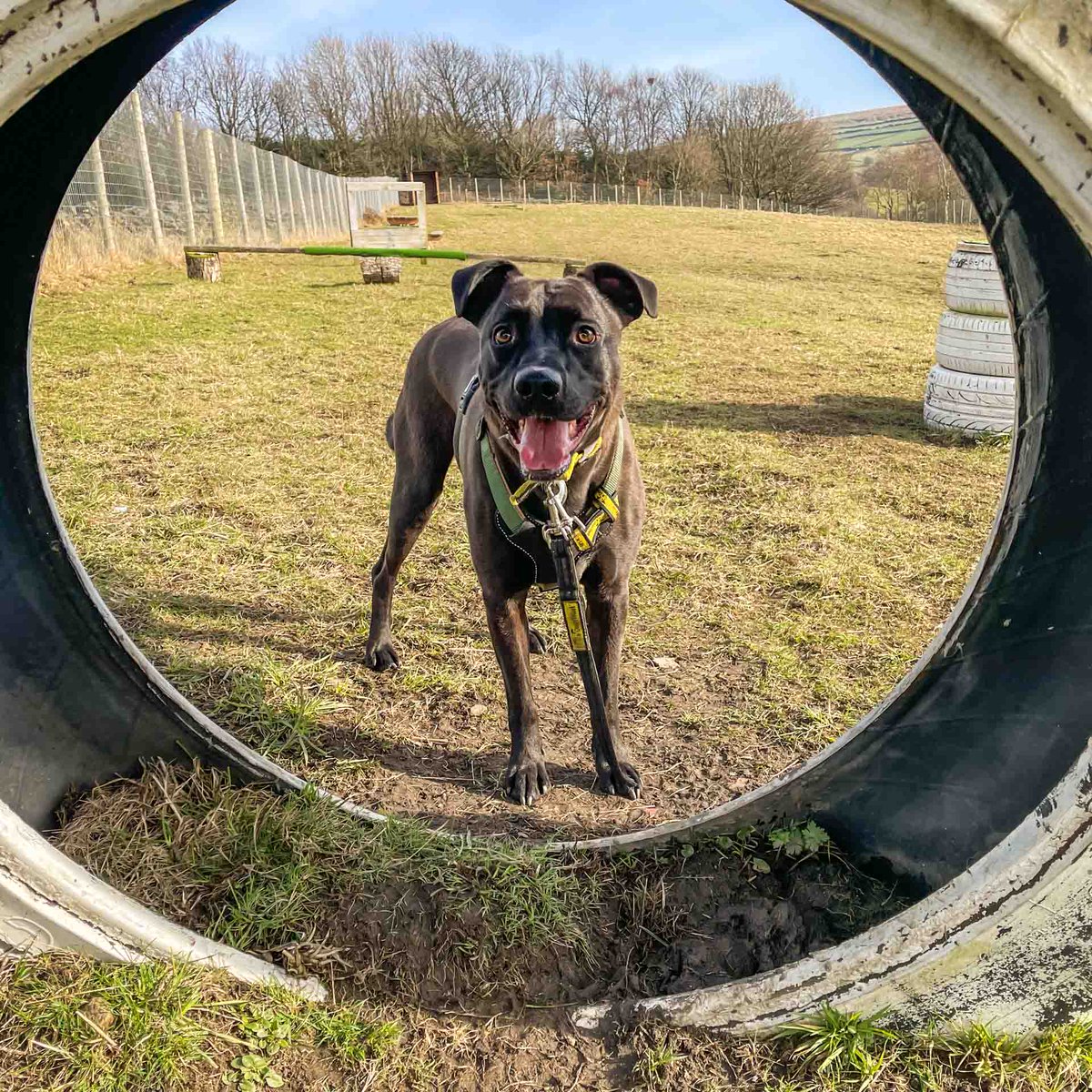 DT_MANCHESTER's tweet photo. Our beautiful Theo enjoyed his time at the field! @dogcross_dog_field_  😍🫶🐾
⁣
Come and read more about this gorgeous lad on his profile! 

https://t.co/q6ycjjAcT9
⁣⁣
#StaffyLife #Crossbreed #DTManchester #DogsTrustManchester #AdoptDontShop #SecureField #HappyStaffy https://t.co/zH9VvPTJzu