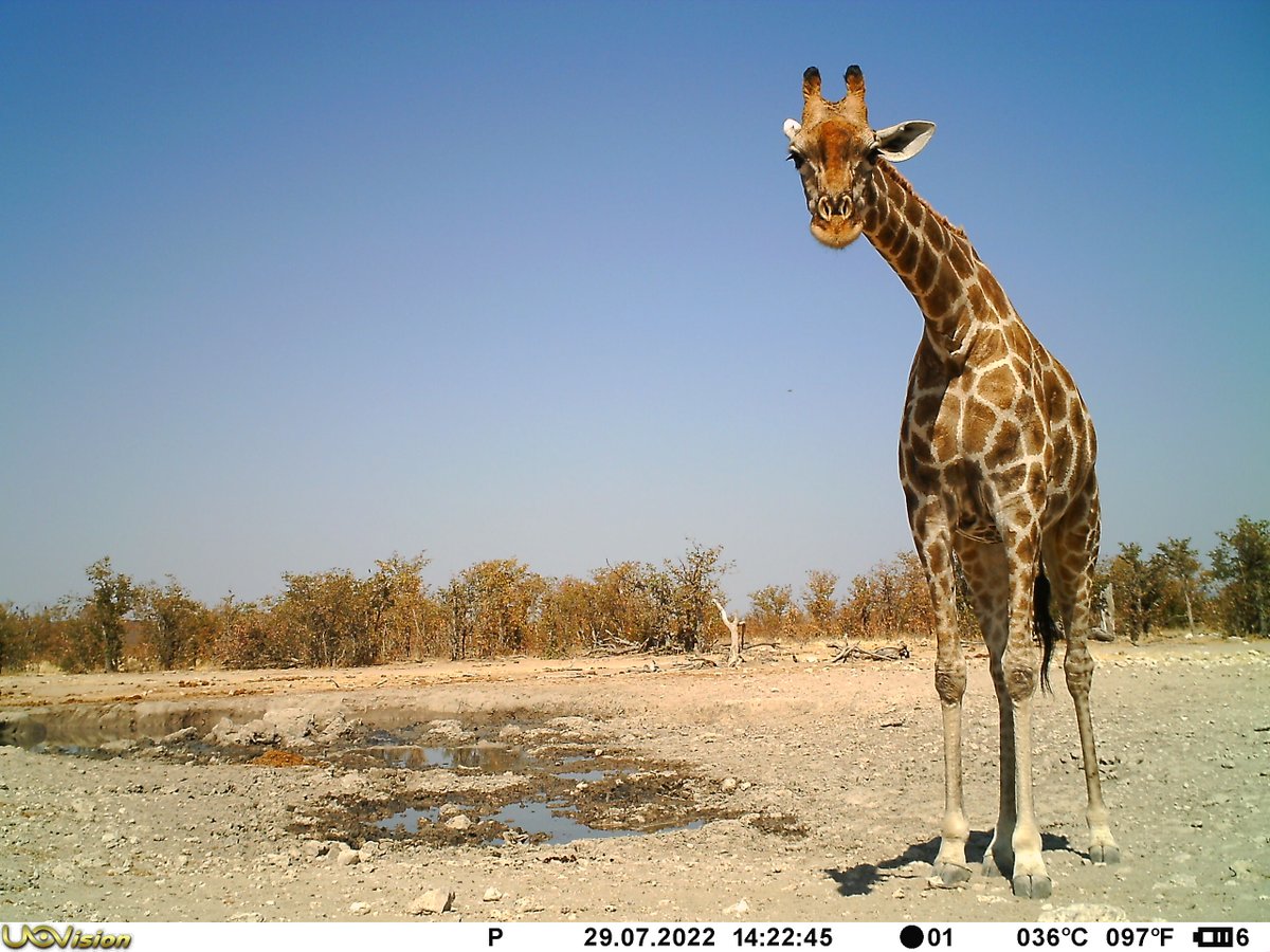 realafrica's tweet photo. Heads-up:

2023 will see us renew our partnership with @Save_Giraffe 🦒

Read all about it: https://t.co/JseakGcM8D

#savegiraffe #giraffeconservation #etoshaheights https://t.co/yxUWkTW6Ui