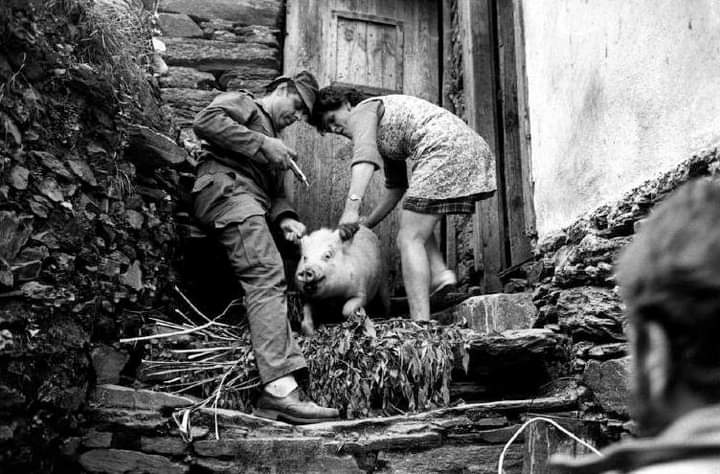 Veterinário militar durante as Campanhas de Dinamização Cultural do MFA na freguesia de Parada de Ester (Castro Daire), em Maio de 1975.

[📸 Guy Le Querrec]

#PortugalRural
