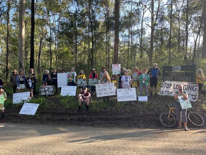 Midcoast_KNAG's tweet photo. Nannnas frm the South coast, Midcoast & Northern Rivers came out to joined the #ForestWalkOn with #ForestProtectors to save native forests.
The Gov & Labor party still aid, abet & fund the destruction of our public forests.
#EndNativeForestLogging
#Yarratt #DoubleDuke #Brooman https://t.co/pSJgQ01El2