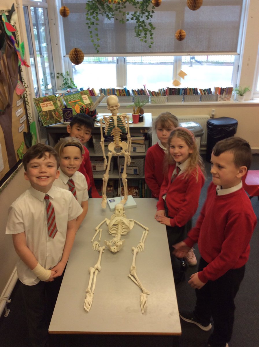 HFyear4's tweet photo. Yesterday we had a fantastic visit who helped us to learn lots about the human skeleton! https://t.co/Xm50a0vA0x
