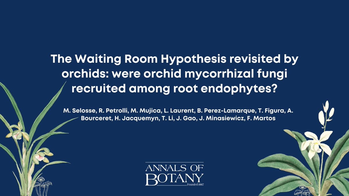 Annals of Botany (@annbot) on Twitter photo 🍄 Check the now free access viewpoint ‘The Waiting Room Hypothesis revisited by orchids: were orchid mycorrhizal fungi recruited among root endophytes?’ by Marc-André Selosse and co-authors in <a href="/annbot/">Annals of Botany</a> doi.org/10.1093/aob/mc… (1/9) #AoBpapers (1/9) 🍄 Check the now free access viewpoint ‘The Waiting Room Hypothesis revisited by orchids: were orchid mycorrhizal fungi recruited among root endophytes?’ by Marc-André Selosse and co-authors in <a href="/annbot/">Annals of Botany</a> doi.org/10.1093/aob/mc… (1/9) #AoBpapers (1/9)