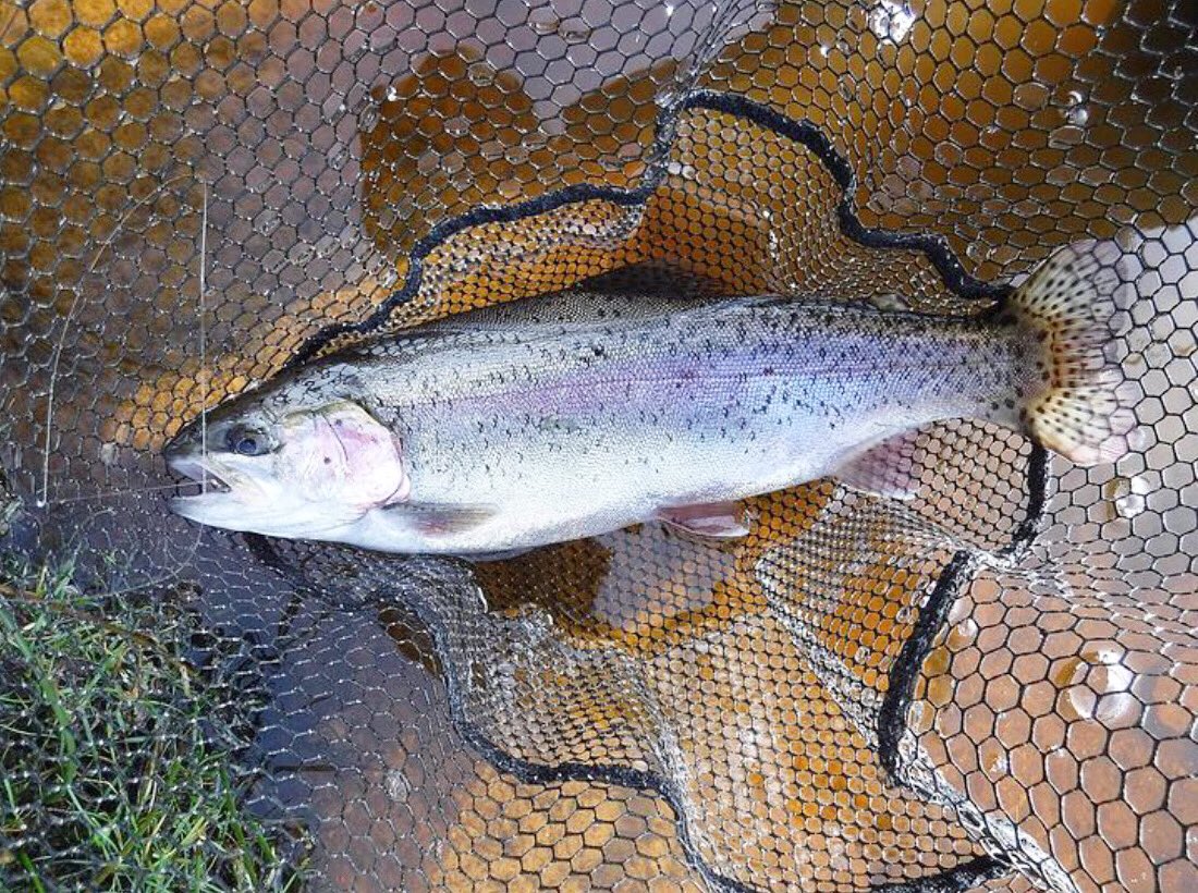 FishingHawker's tweet image. Braved rain, wind &amp;amp; cold yesterday and managed to catch a nice rainbow🎣 For more on my fishing antics check out my blog  ➡️ hawker-overend.com/fishing-blog/ #flyfishing #rainbowtroutfishing