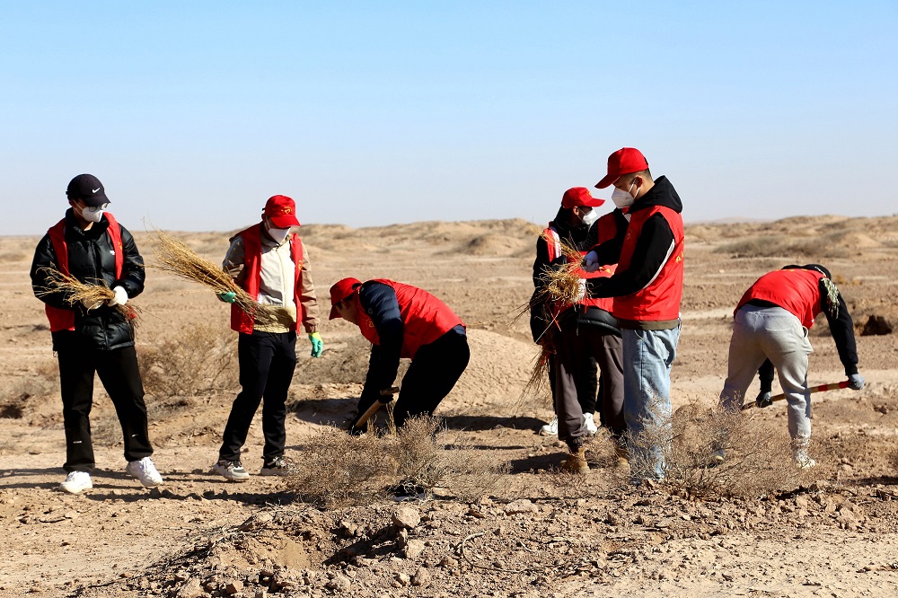 🙌On Mar 12, employees from the #JinchuanGroup Copper Company took part in a tree-planting🌳 event in the Sifangdun Desert, Gansu province.🏜️ 

They planted trees in the barren sand, bringing a touch of green hope to the area.💚 Way to go!💪 #GreenJinchuan #gogreen #SDGs