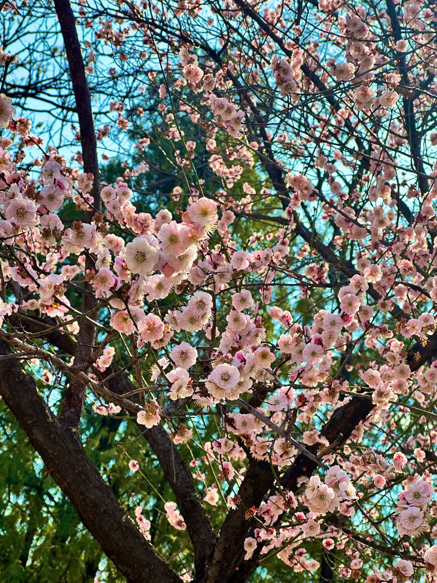 mus_toyy's tweet photo. Spring is here 🌸 https://t.co/5LqnpKzwz8