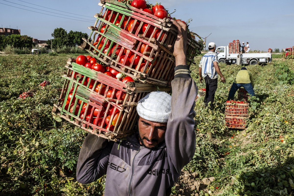 FAOstatistics's tweet photo. Next time you're eating your ๐, why not share your tomato #StatsTrivia knowledgeโ
According to #FAOSTAT, 2021 ๐๐
production = 189 million tons
Top ๐ ๐๐
producers:
1โฃ China ๐จ๐ณ
2โฃ India ๐ฎ๐ณ
3โฃ Turkiye ๐น๐ท
4โฃ๐บ๐ธ|5โฃ๐ฎ๐น|6โฃ๐ช๐ฌ|7โฃ๐ช๐ธ|8โฃ๐ฒ๐ฝ|9โฃ๐ง๐ท|๐๐ณ๐ฌ
#StatisticsTwitter #AgStatistics https://t.co/foCpeupqXZ