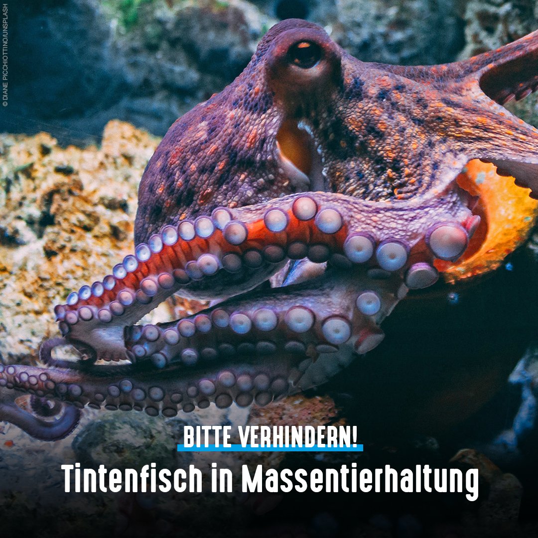 1. #Aquakultur mit #Oktopoden auf Gran Canaria geplant: 1 Mio. Tiere, eingesperrt in überfüllten Becken unter Kunstlicht, getötet durch Erfrieren im Eisbad. Für Haltung und Schlachtung der empfindsamen Tiere gibt es keine gesetzlichen Vorgaben.

<a href="/GranCanariaCab/">Cabildo Gran Canaria</a>, bitte verhindern!
