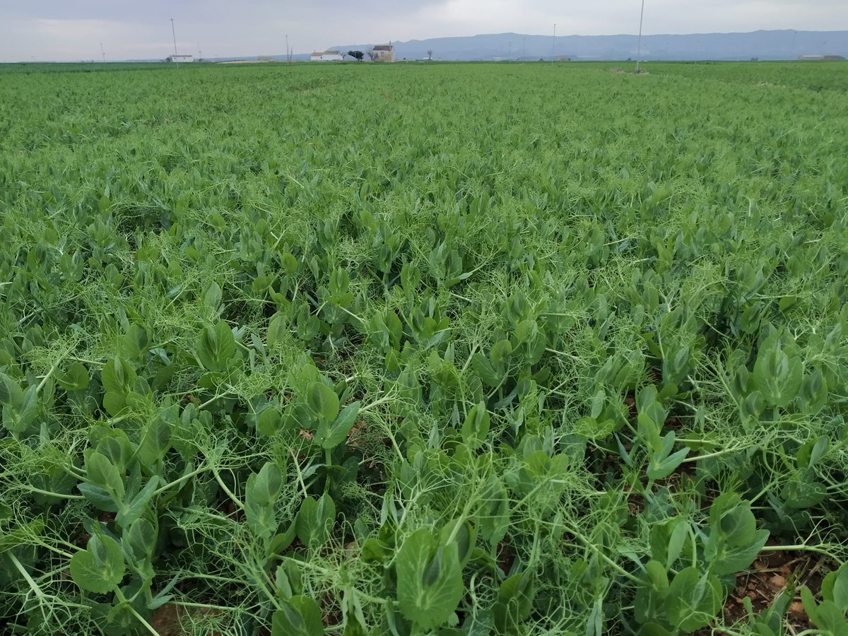 El Grupo para la Evaluación de Nuevas Variedades de Cultivos Extensivos en España (<a href="/GENVCE/">GENVCE</a>) reactiva la red de ensayos de variedades de #leguminosas 
goinpulse.com/el-grupo-para-…