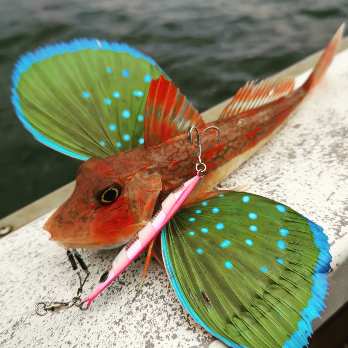 tattwan77's tweet photo. オフショアSLJ
今日は活発に捕食する感じではなく弱った魚を手軽に捕食ってパターンだと感じ、フォールのアピール力が強いZ_BIT(ブルピンゼブラグロー40g)✨
すると直ぐに反応が…🎣やはりフォールでHITしました✨
食い渋った魚に是非ZeakeのZ_BIT✨
#Zeake #Z_BIT #釣り #Fishing #桜鯛 #アオハタ https://t.co/l8VMWFOct5