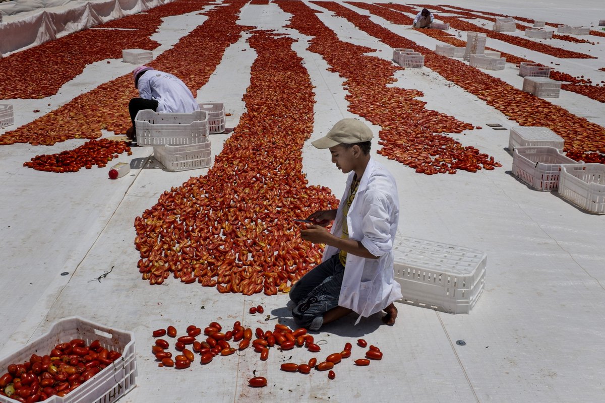 FAOstatistics's tweet photo. Next time you're eating your ๐, why not share your tomato #StatsTrivia knowledgeโ
According to #FAOSTAT, 2021 ๐๐
production = 189 million tons
Top ๐ ๐๐
producers:
1โฃ China ๐จ๐ณ
2โฃ India ๐ฎ๐ณ
3โฃ Turkiye ๐น๐ท
4โฃ๐บ๐ธ|5โฃ๐ฎ๐น|6โฃ๐ช๐ฌ|7โฃ๐ช๐ธ|8โฃ๐ฒ๐ฝ|9โฃ๐ง๐ท|๐๐ณ๐ฌ
#StatisticsTwitter #AgStatistics https://t.co/IPes8200m4