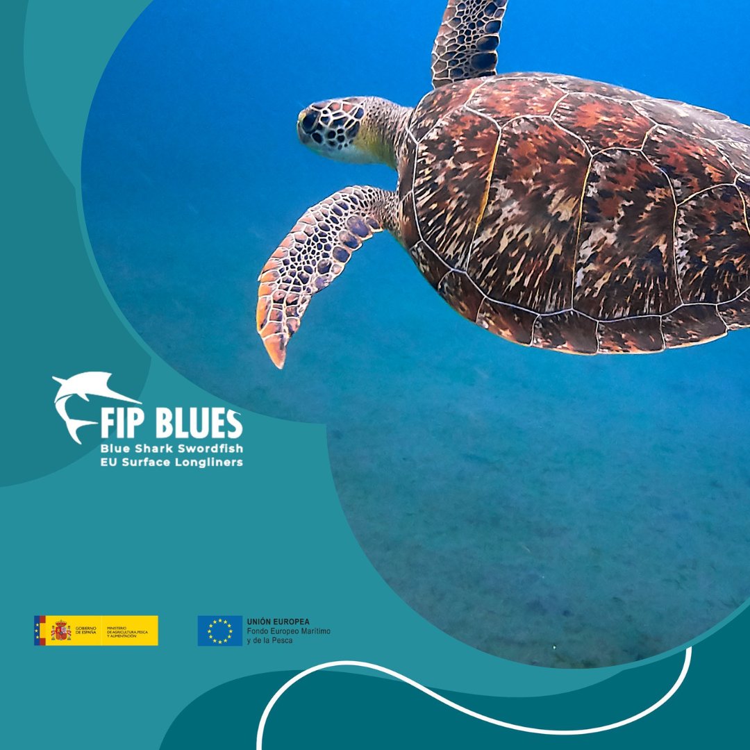 BluesFip's tweet photo. 📣Nuestra web cuenta con una sección de documentación en la cual se puede descargar el #manual de manipulación y liberación segura de #tortugasmarinas 🐢
https://t.co/VrpDE1DAKB
#FIPBlues #Mejorapesquera #Sostenibilidad https://t.co/I6vgbQfIT5