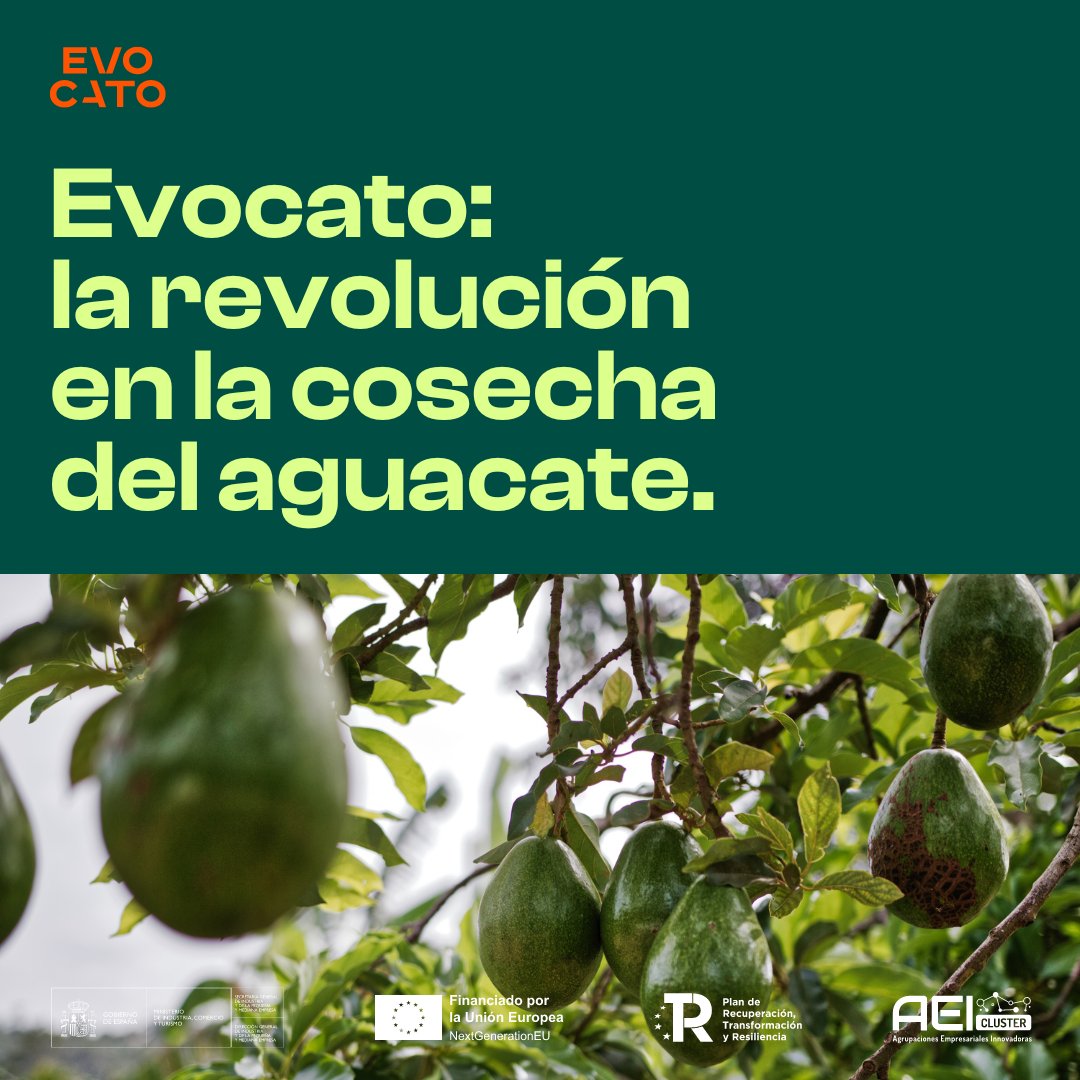 EvocatoOptimo's tweet photo. 🥑 ¿Qué supone Avocado360?

1. Eliminar costes de las técnicas empleadas actualmente 
2. Mejorar las cualidades de los aguacates
3. Potenciar la competitividad en el sector 
4. Minimizar el impacto ambiental

📍 @onGranadaTC @Fidesol @tercetocomunica @nazaries @CanalUGR @GrupoLCA https://t.co/hcDXgPNVjz