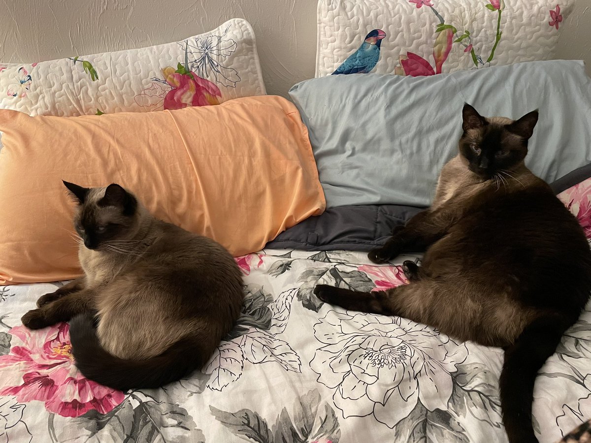 SporklessHiker's tweet photo. We’re ready for bed. #siamese #cat #siamesecat #cats #CatsAreFamily #CatsOfTwitter #CatsofTwittter #CatsOnTwitter #catsofinstagram https://t.co/zei3YI1Shs