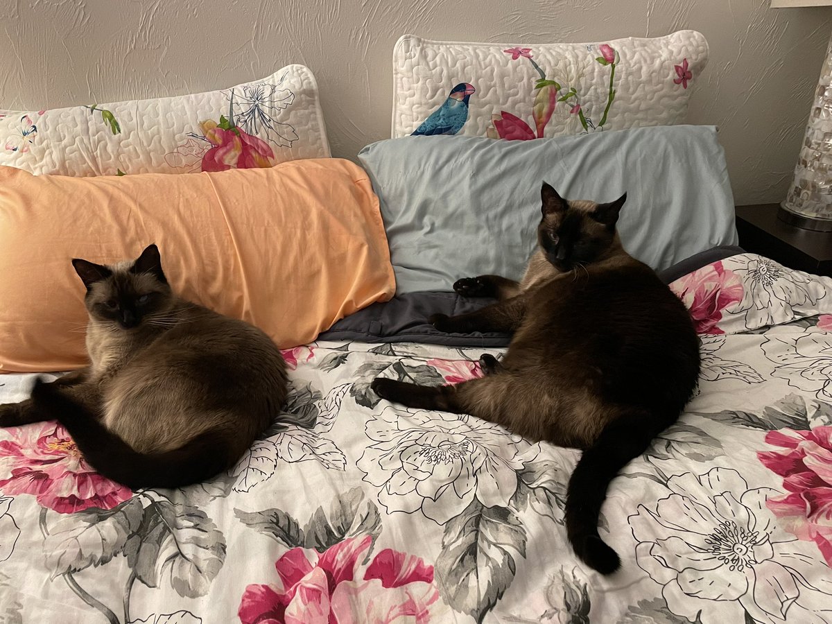 SporklessHiker's tweet photo. We’re ready for bed. #siamese #cat #siamesecat #cats #CatsAreFamily #CatsOfTwitter #CatsofTwittter #CatsOnTwitter #catsofinstagram https://t.co/zei3YI1Shs