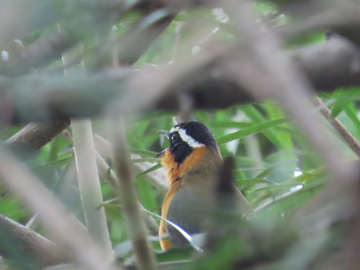 WWWings2023's tweet photo. The loudest, most musical singer in my garden & master at hiding in thickets/tangles. #WhiteBrowedRobinChat (Cossypha heuglini)
#Zambia #birdphotography #BirdsSeenIn2023 #BirdsOfTwitter
#TwitterNaturePhotography
#wildlifephotography
#orinthology
#TwitterNatureCommuity #Robin https://t.co/Jh9scONRrg