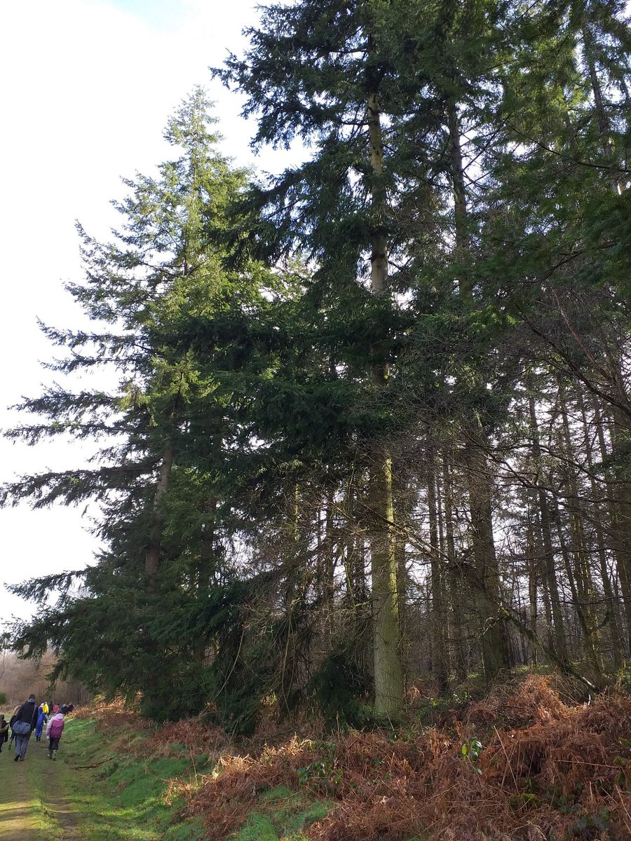 Bysing Wood Primary tweet media