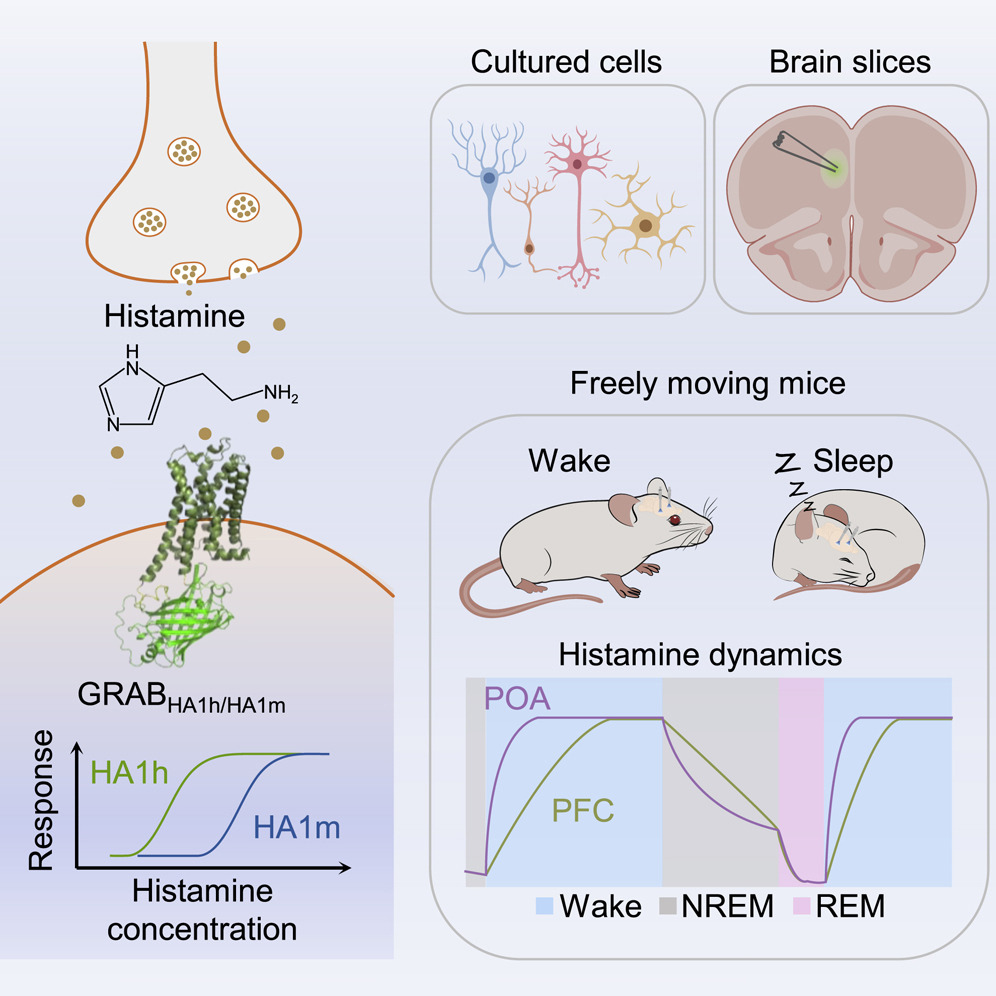 Happy to share our latest research on GRAB histamine sensors, which was published in Neuron. Using these sensors, we uncovered distinct patterns of histamine release in specific brain regions during sleep-wake cycles. 
cell.com/neuron/fulltex…