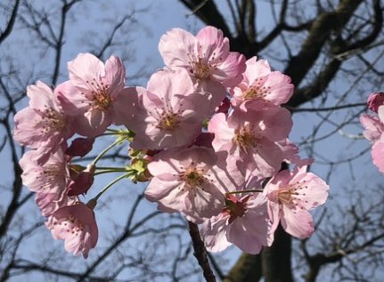 「桜。 」|槻城ゆう子＊漫画新作準備中のイラスト