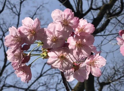 桜。 