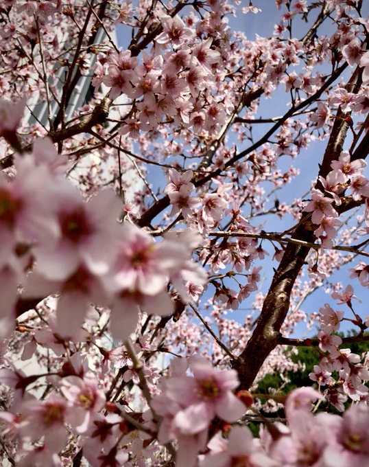 桜。 