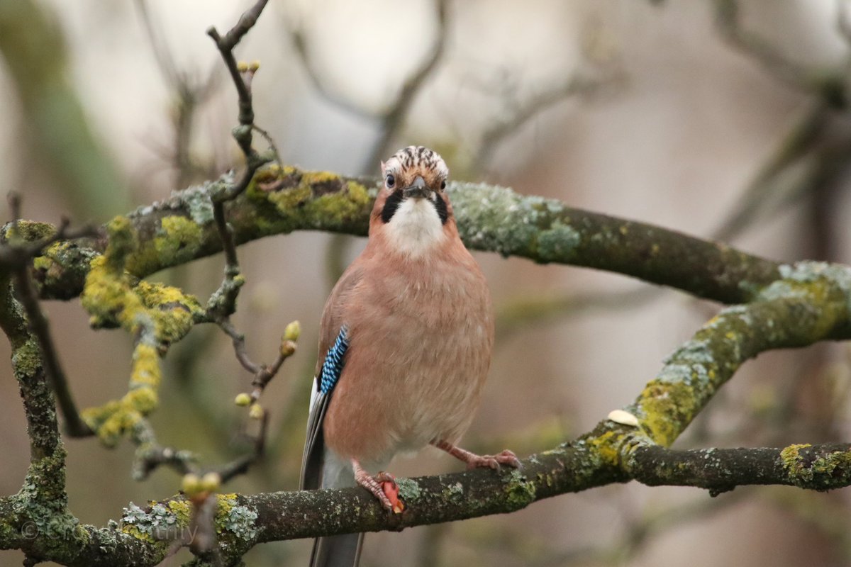 Jay in Tree Outside the Window, shelling a peanut and placing it for their mate to collect.