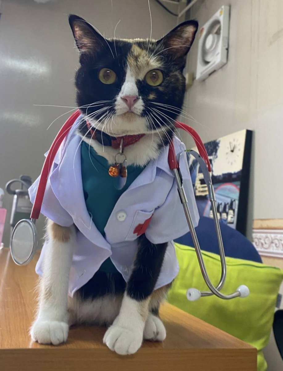 CatWorkers's tweet photo. https://t.co/iNIzsTiHJg