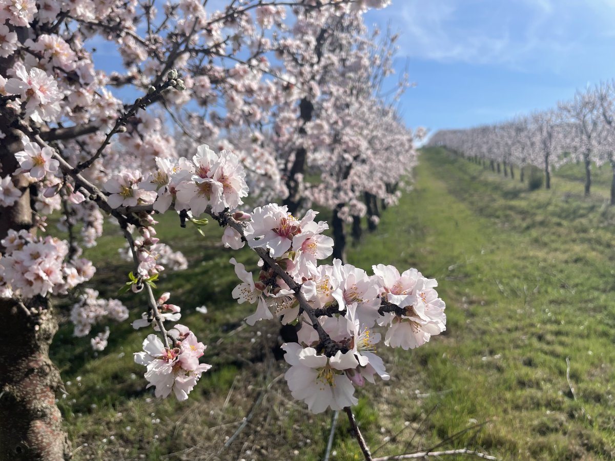 Hoy os mostramos la floración de los almendros que forman parte del ensayo varietal en seto que iniciamos hace algunos años en ‘La Mata’. En este ensayo testeamos diferentes variedades como Avijor, Guara, Soleta®, Belona y Ferragnes. La de 2023 será su 6ª cosecha.
