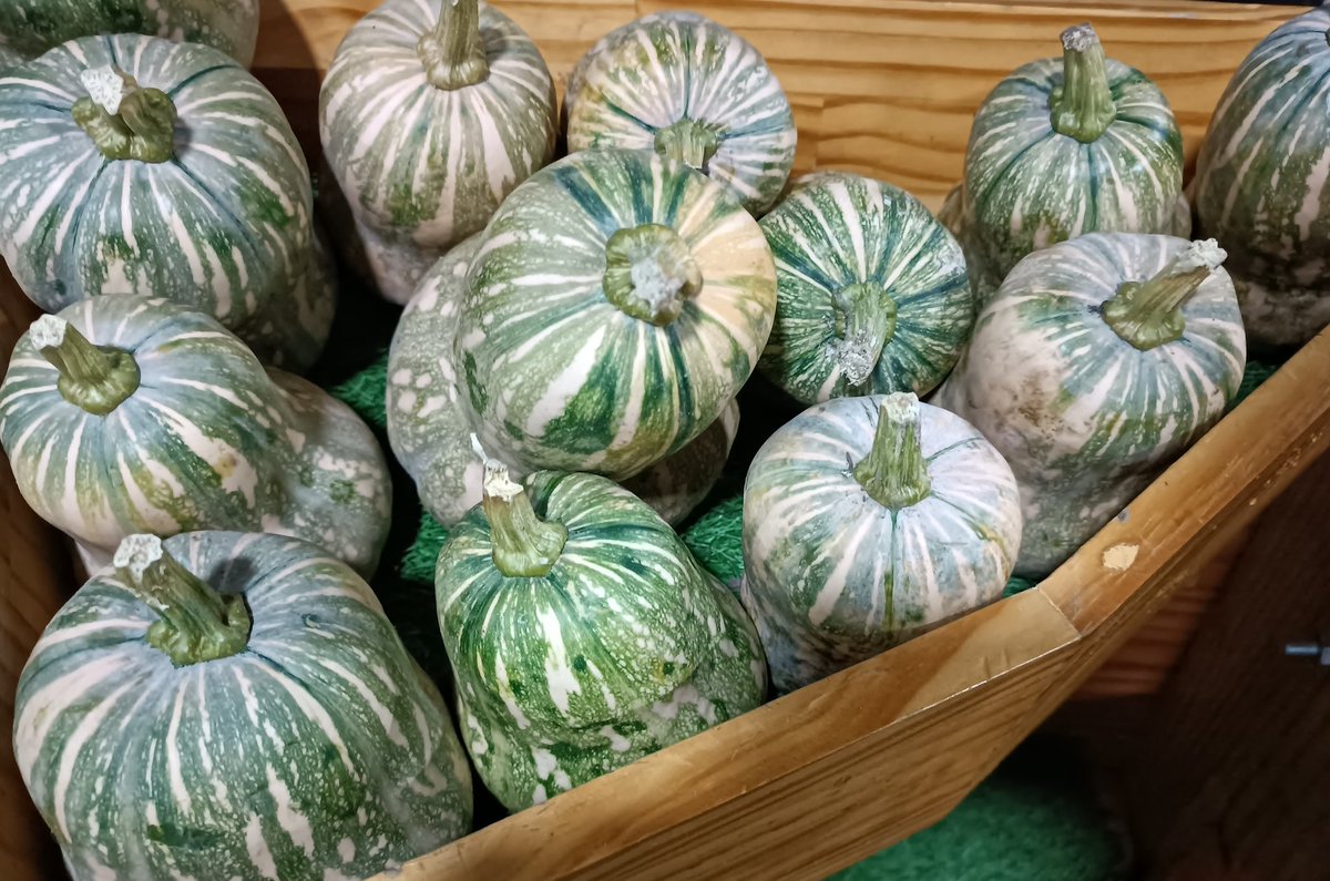 ގދ. ވާދޫ އިން ތާޒާ ފެހި ބަޓާނާ ޝިޕްމެންޓެއް މިއަދުވަނީ ލިބިފަ. 😊 
ހޯލް ސޭލް: 27 ރުފިޔާ (5 ކިލޯ އިން ފެށިގެން)
 އޯޑަރު ކޮށްލެއްވުމަށް 3012640 އަށް ގުޅުއްވާލައްވާ، ނުވަތަ 7291130 ވައިބާރ ކޮށްލައްވާ!