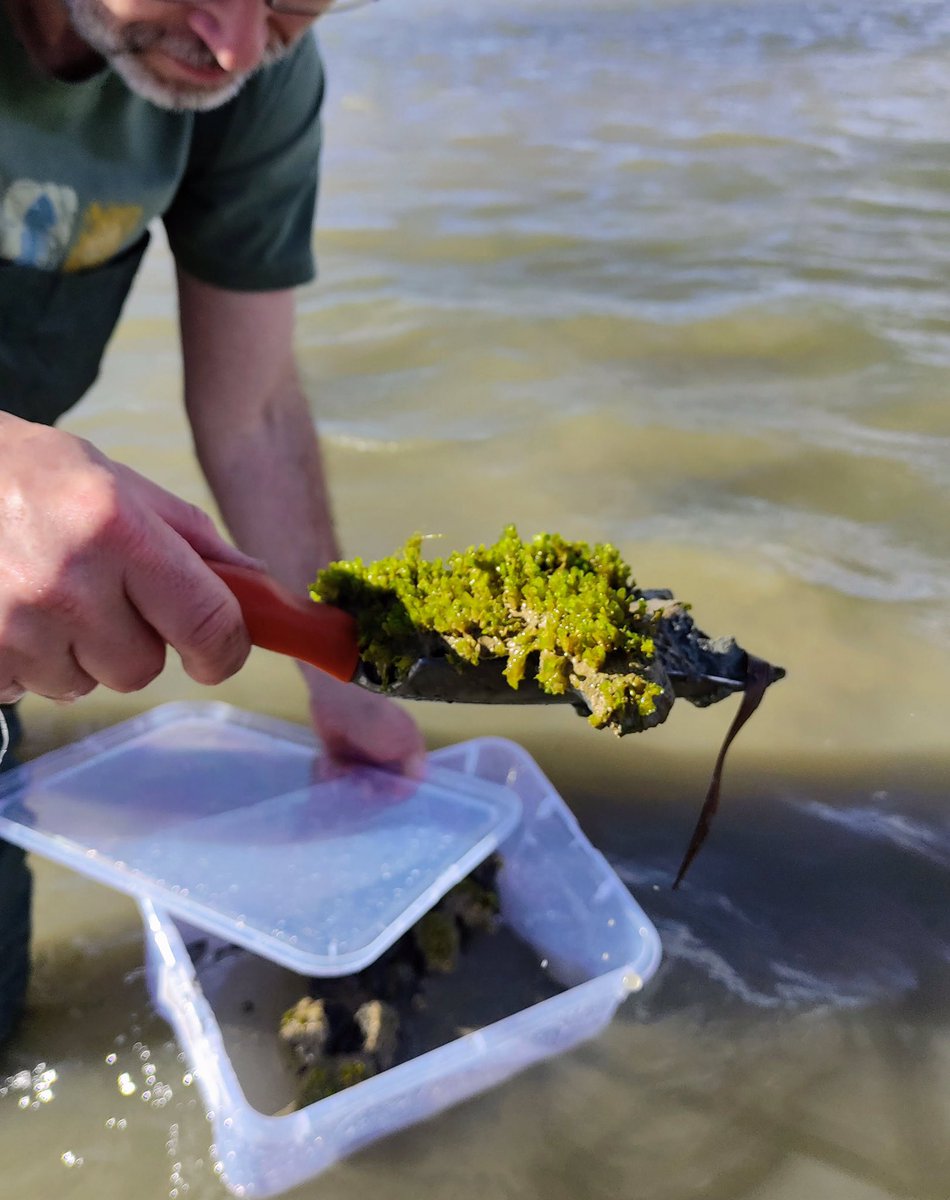 🔎🌱 Descobrim en el Tancat de la Pipa una planta submergida críticament amenaçada i única en la península ibèrica.

Es tracta de 𝑹𝒊𝒆𝒍𝒍𝒂 𝒆𝒄𝒉𝒊𝒏𝒂𝒕𝒂, una hepàtica (un grup de plantes emparentat amb les molses), que ha sigut identificada per primera vegada en esta zona.
