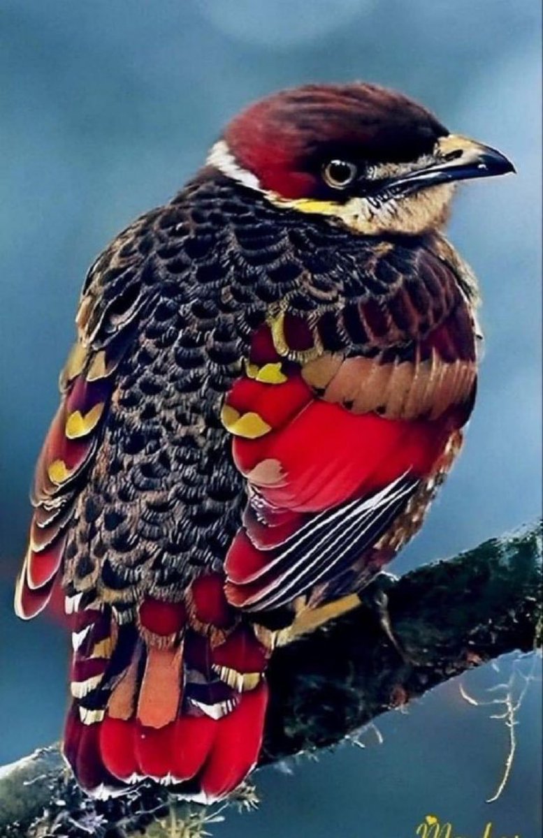 أإألعبدلي (@7znqxp0yroddrjk) on Twitter photo 