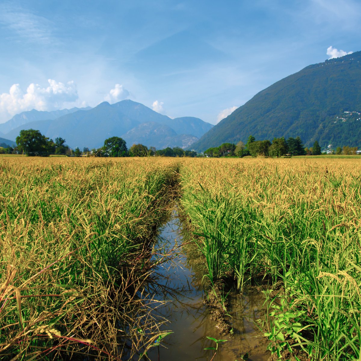 Buhler_Group's tweet image. Rice fields are probably among the last landscapes anyone would associate with Switzerland. Yet in the Italian-speaking canton of Ticino, a high-quality risotto is grown in the unique Mediterranean climate: bit.ly/delica_ih
#engineeringcustomersuccess #riceprocessing