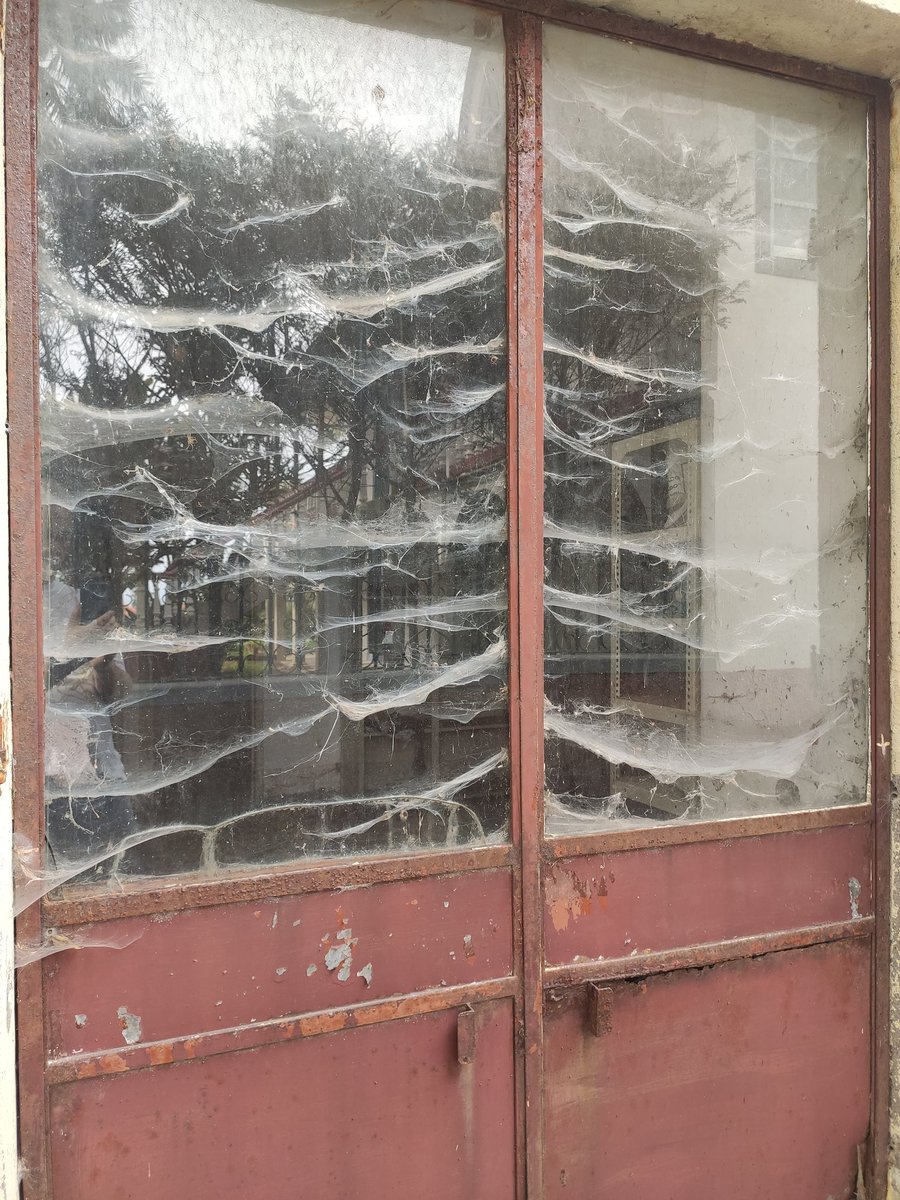 MadeiraOcean's tweet image. Flies beware! He's right there in the corner.